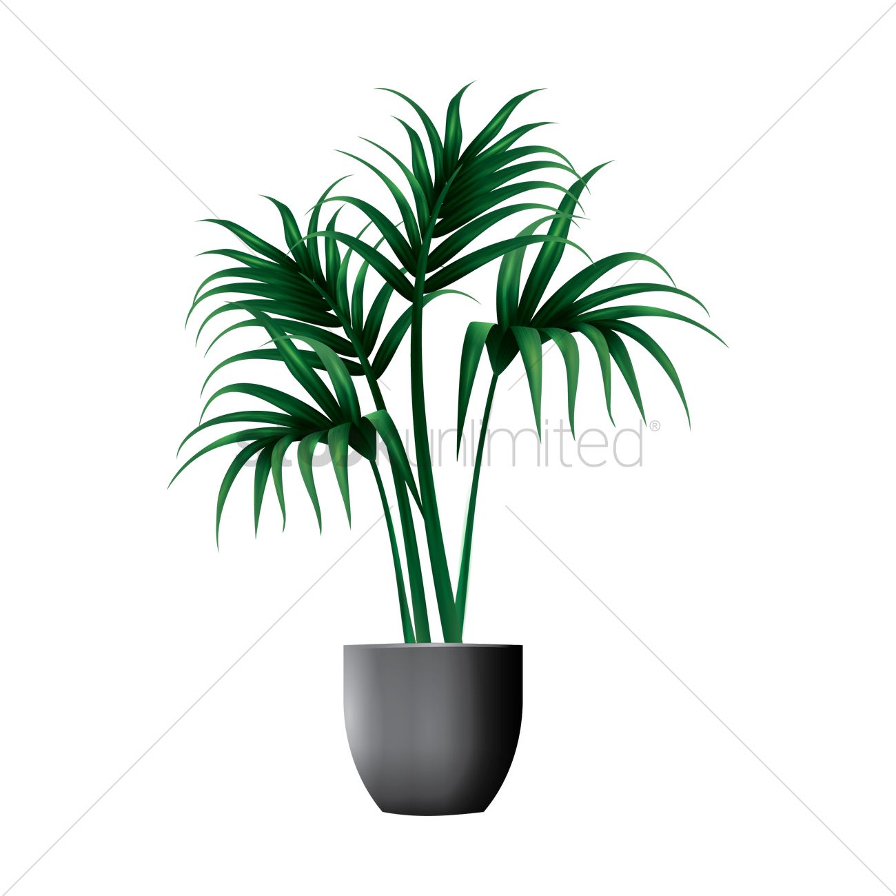 1300x1300 Kentia Palm Plant Vector Image
