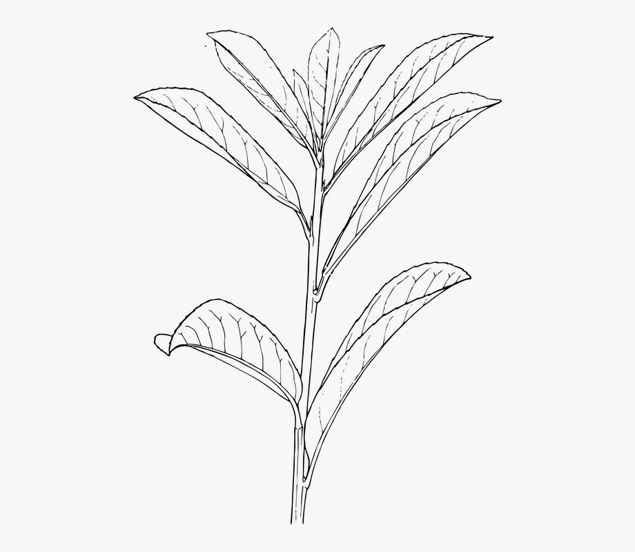 920x800 Plant Leaves Black And White Free Vector Graphic