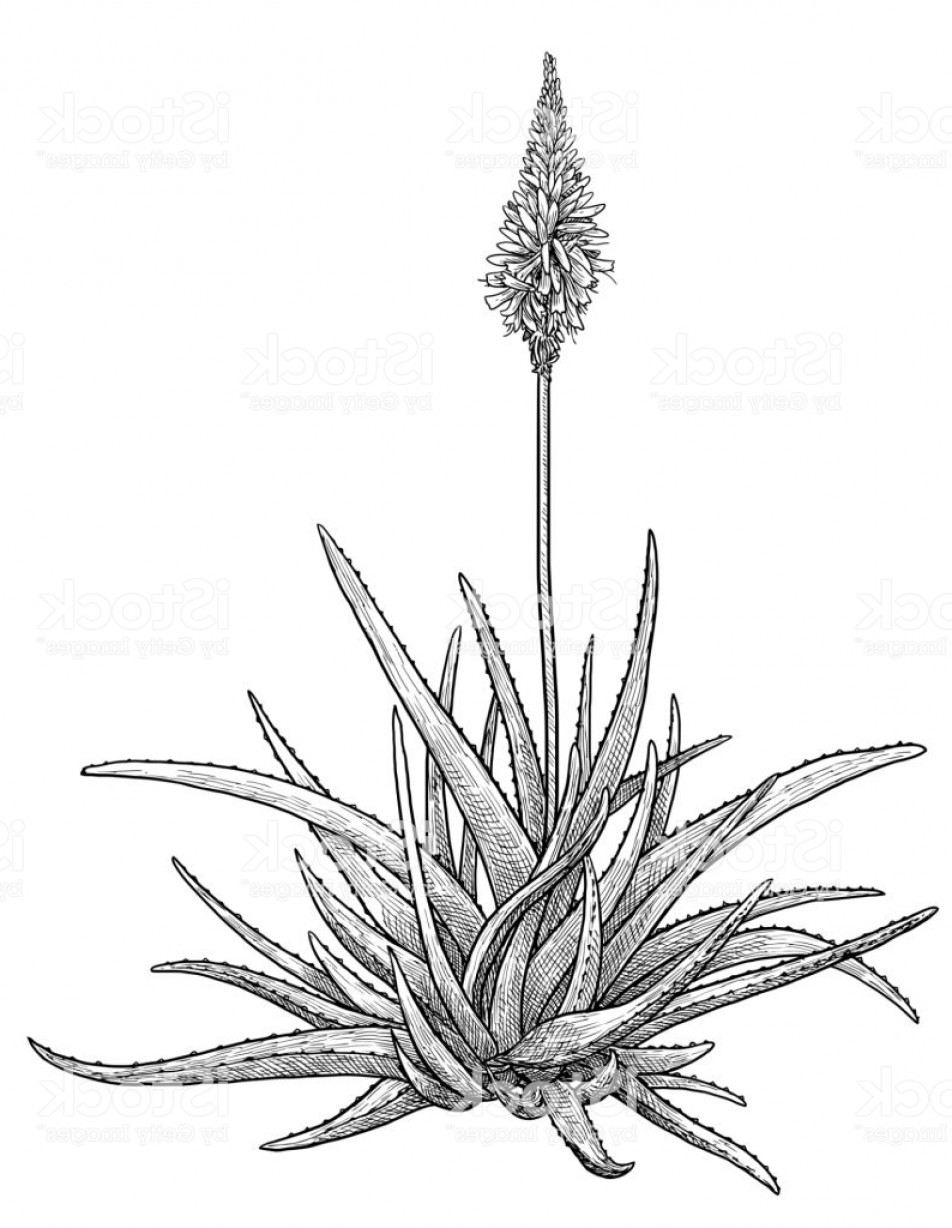 952x1228 Plant Line Art Vector Hoodamath