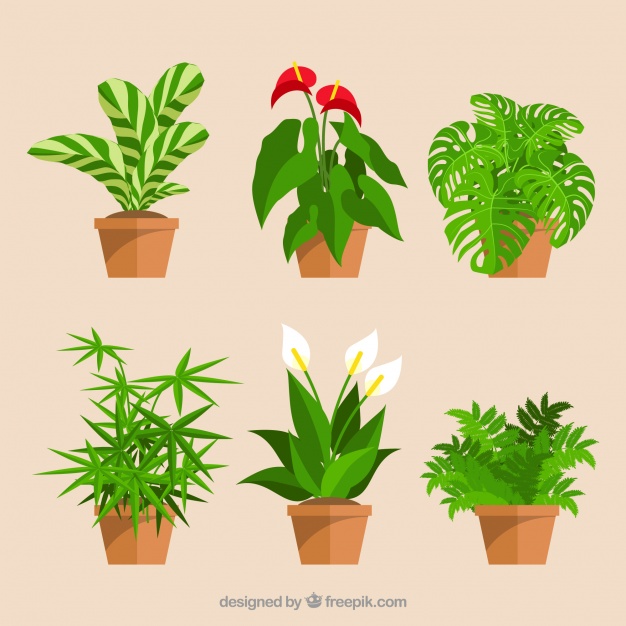 626x626 Potted Plants Vectors, Photos And Free Download