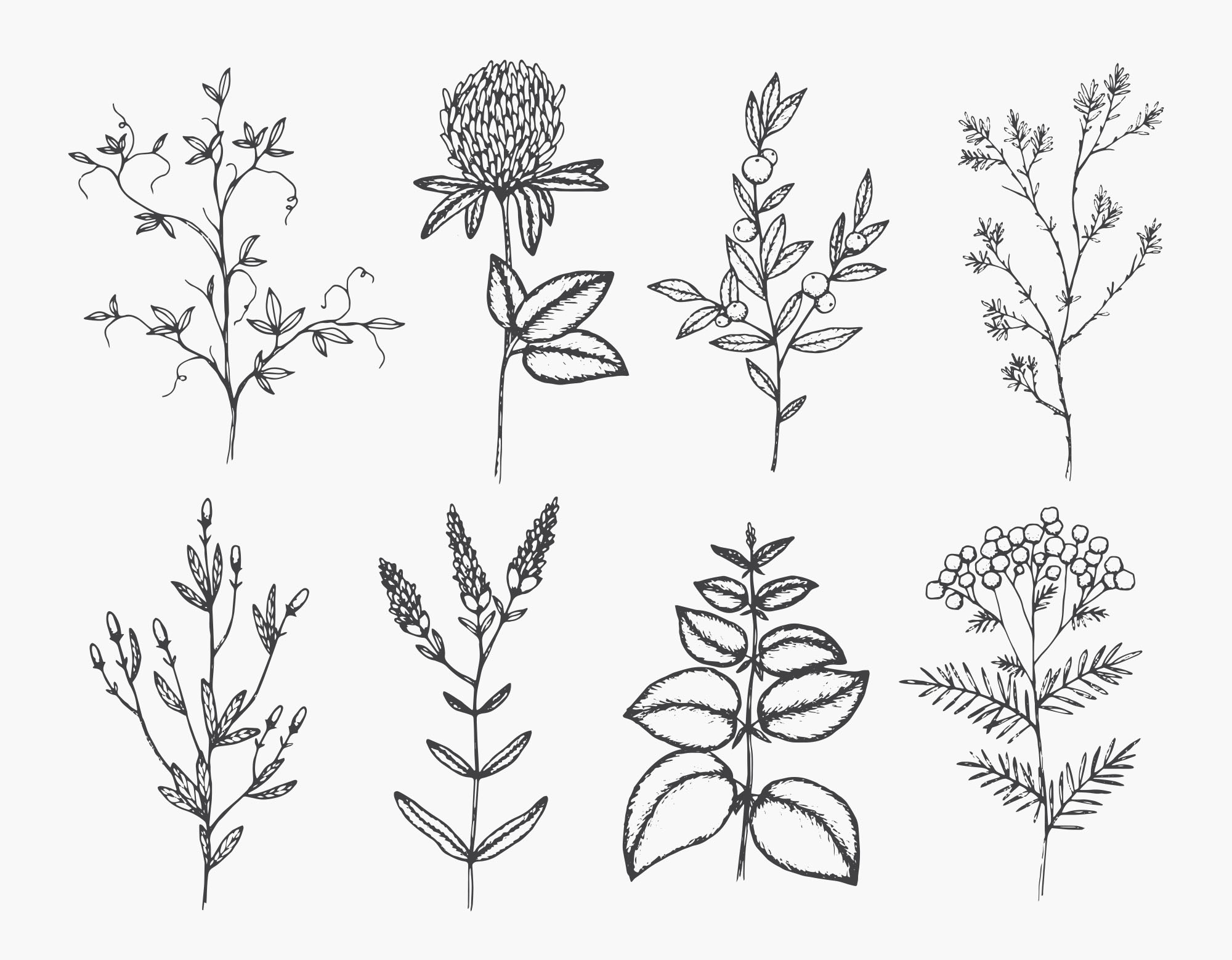 2000x1558 Hand Drawn Vector Graphic Herbs
