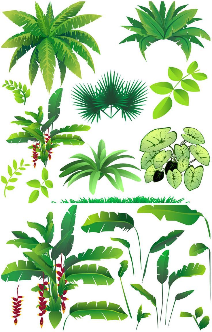 736x1150 Rainforest Plants Vector Vector Graphics Blog School Projects
