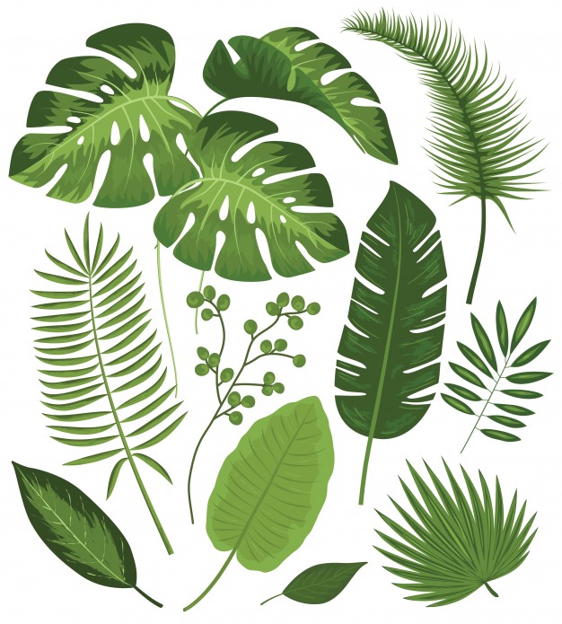 Plant Vector Art At Collection Of Plant Vector Art Free For Personal Use 6637