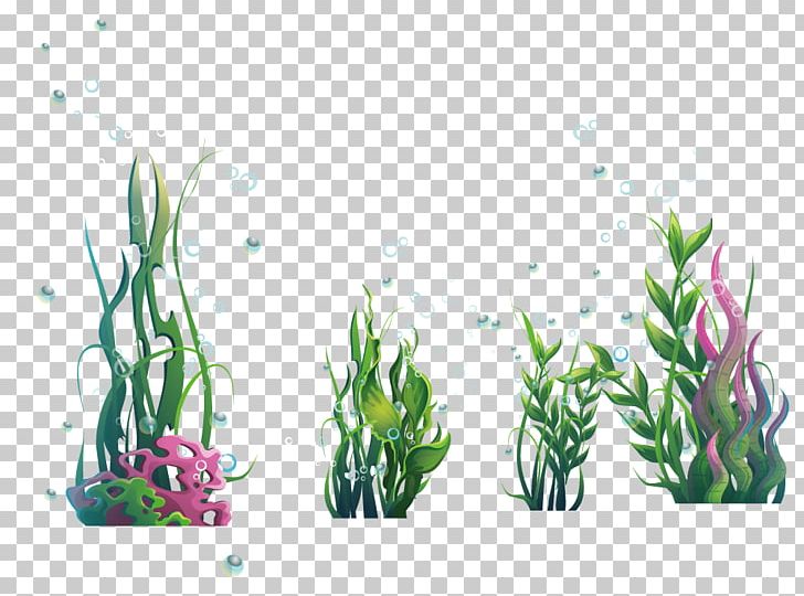 728x540 Algae Plant Seaweed Ocean Png, Clipart, Algae Vector, Aquatic