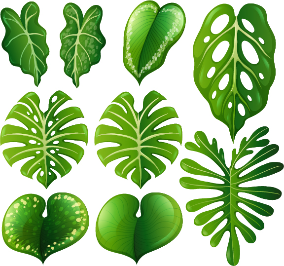 576x539 Tropical Plant Leaves Vector Set Free Download