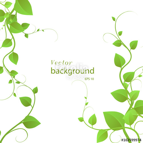500x500 Foliage On A White Background, Climbing Plants, Vector