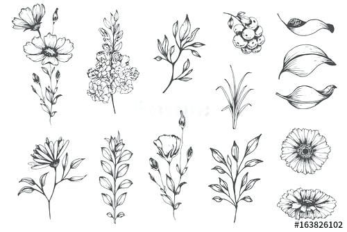 500x334 Vector Flowers And Plants