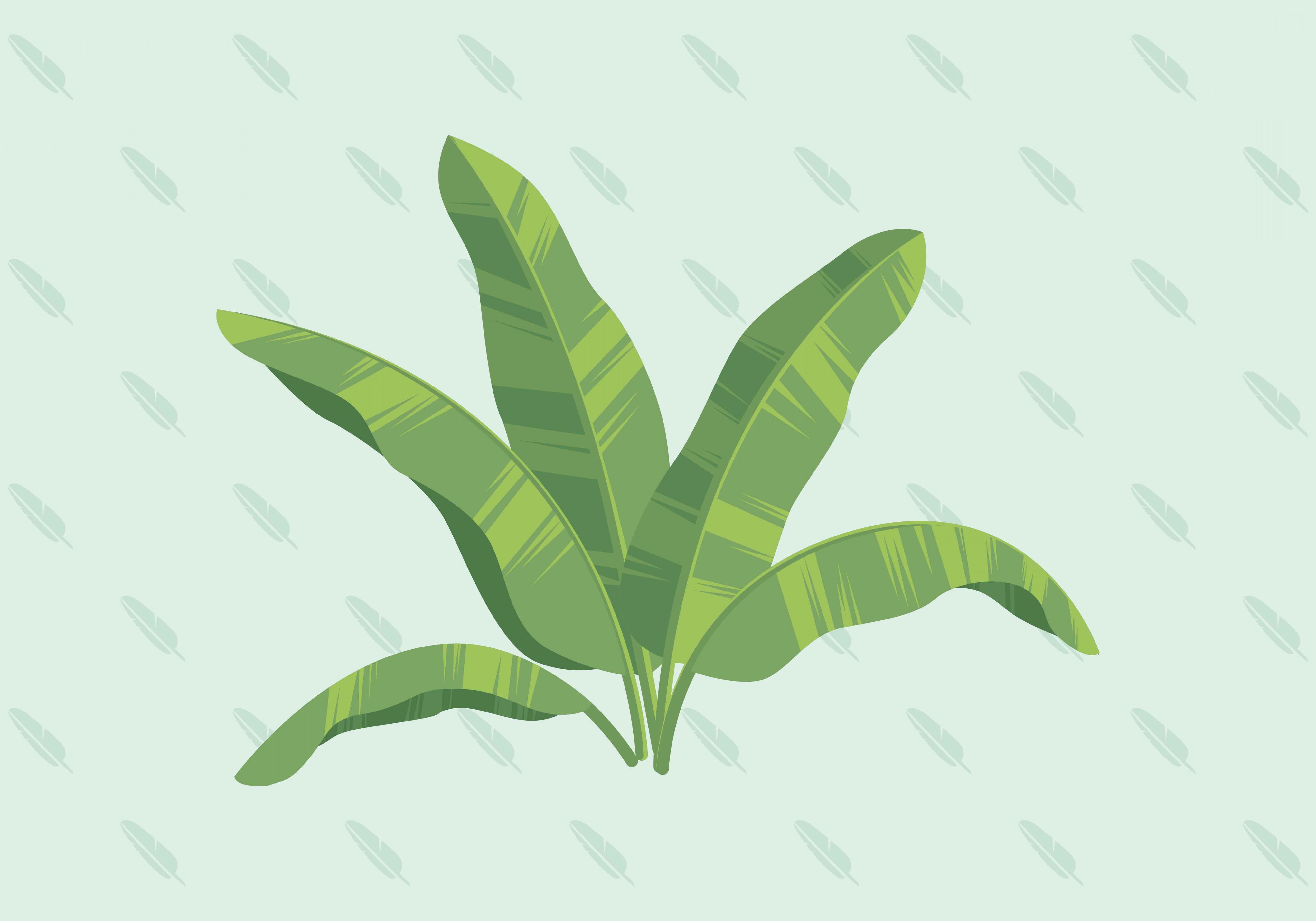 6720x4704 Banana Plant Vector Hoodamathrun