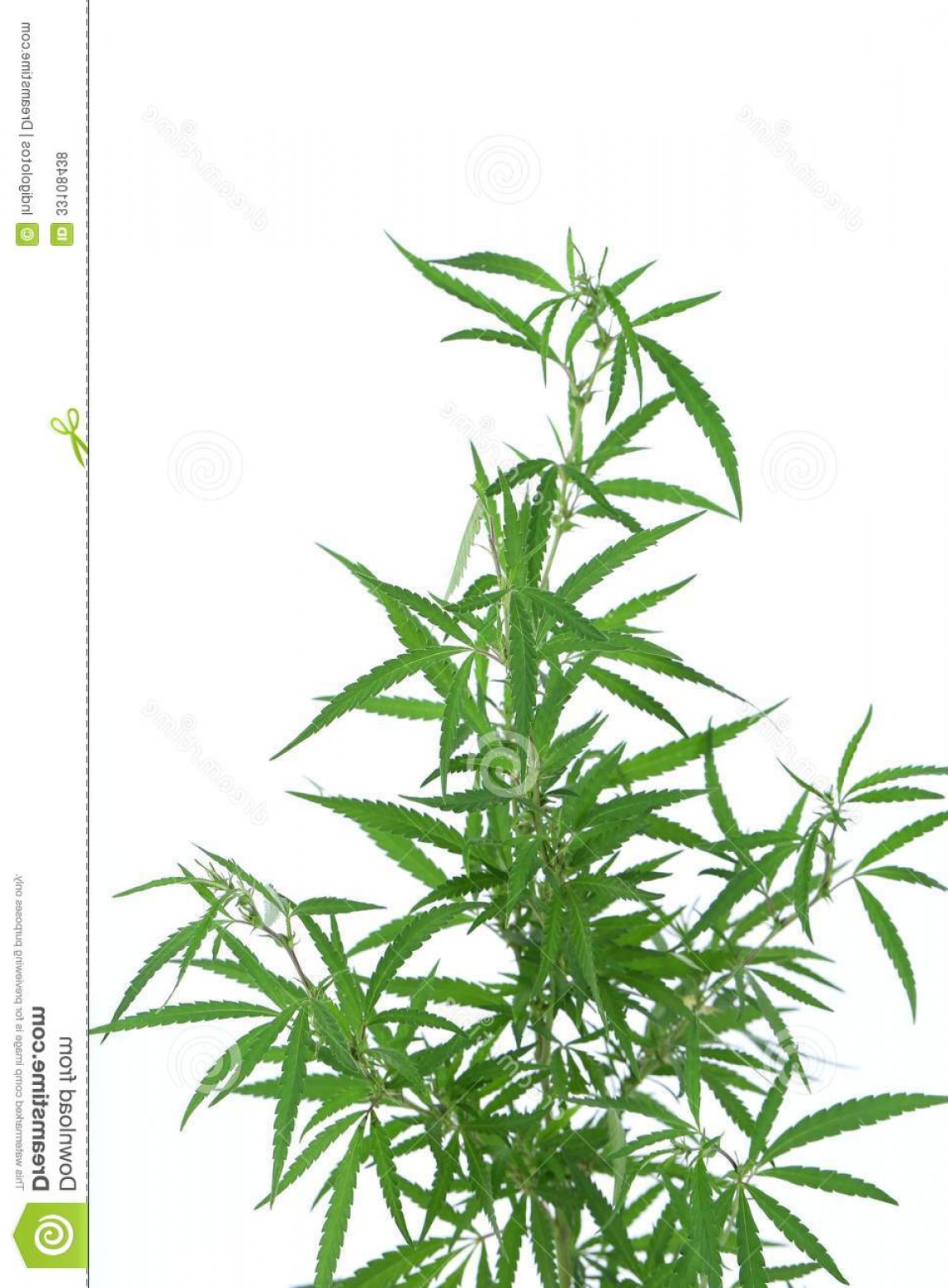 1148x1560 Cannabis Plant Vector Soidergi
