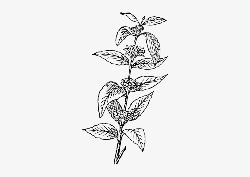 820x580 Coffee Bean Plant Vector Coffee Bean Clipart