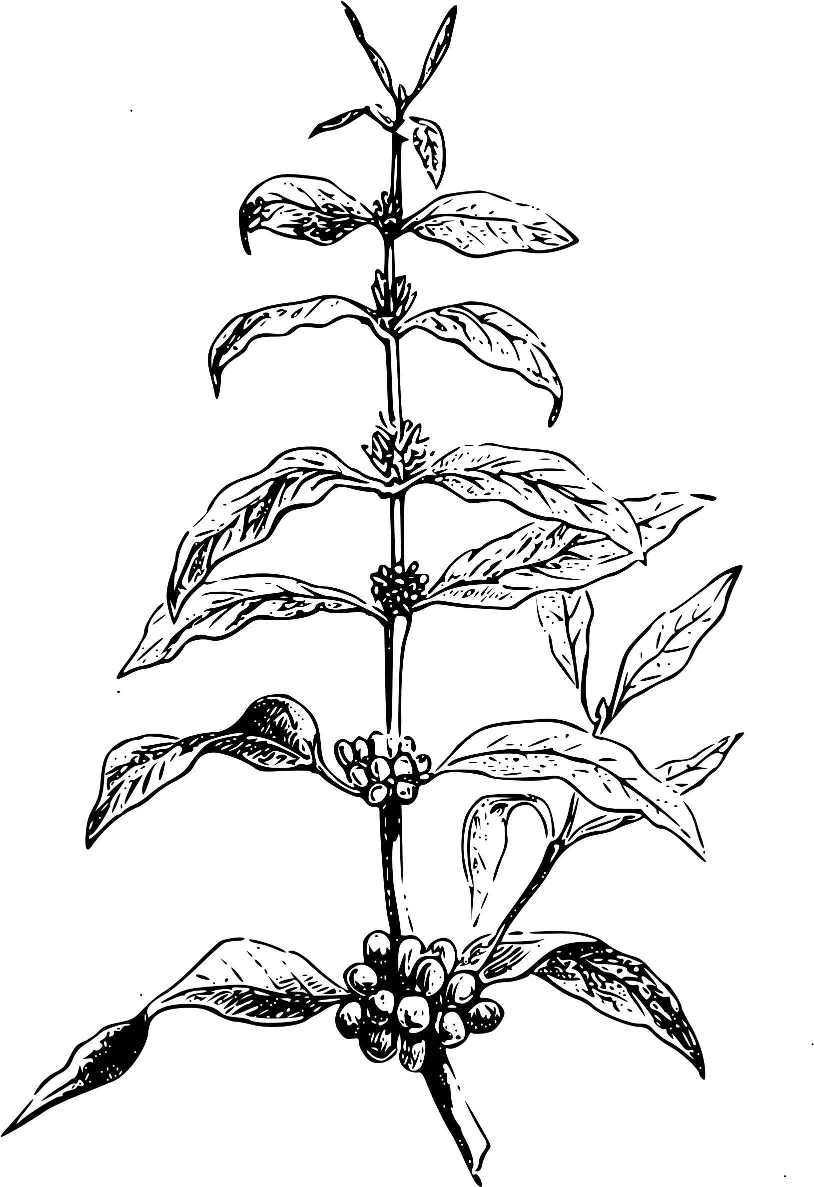 Free Clipart Coffea Plant Big Image Png 1629x2375 Free Clipart Coffea Plant Big Image Png