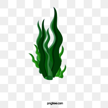 Marine Plants Png, Vector, And Clipart With Transparent 360x360 Marine Plants Png, Vector, And Clipart With Transparent