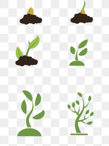Plant Growth Png, Vector, And Clipart With Transparent 360x482 Plant Growth Png, Vector, And Clipart With Transparent