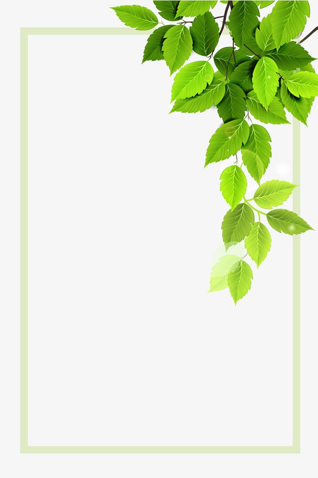Vector Green Plant Borders, Summer Border, Summer Border, Hand 650x976 Vector Green Plant Borders, Summer Border, Summer Border, Hand