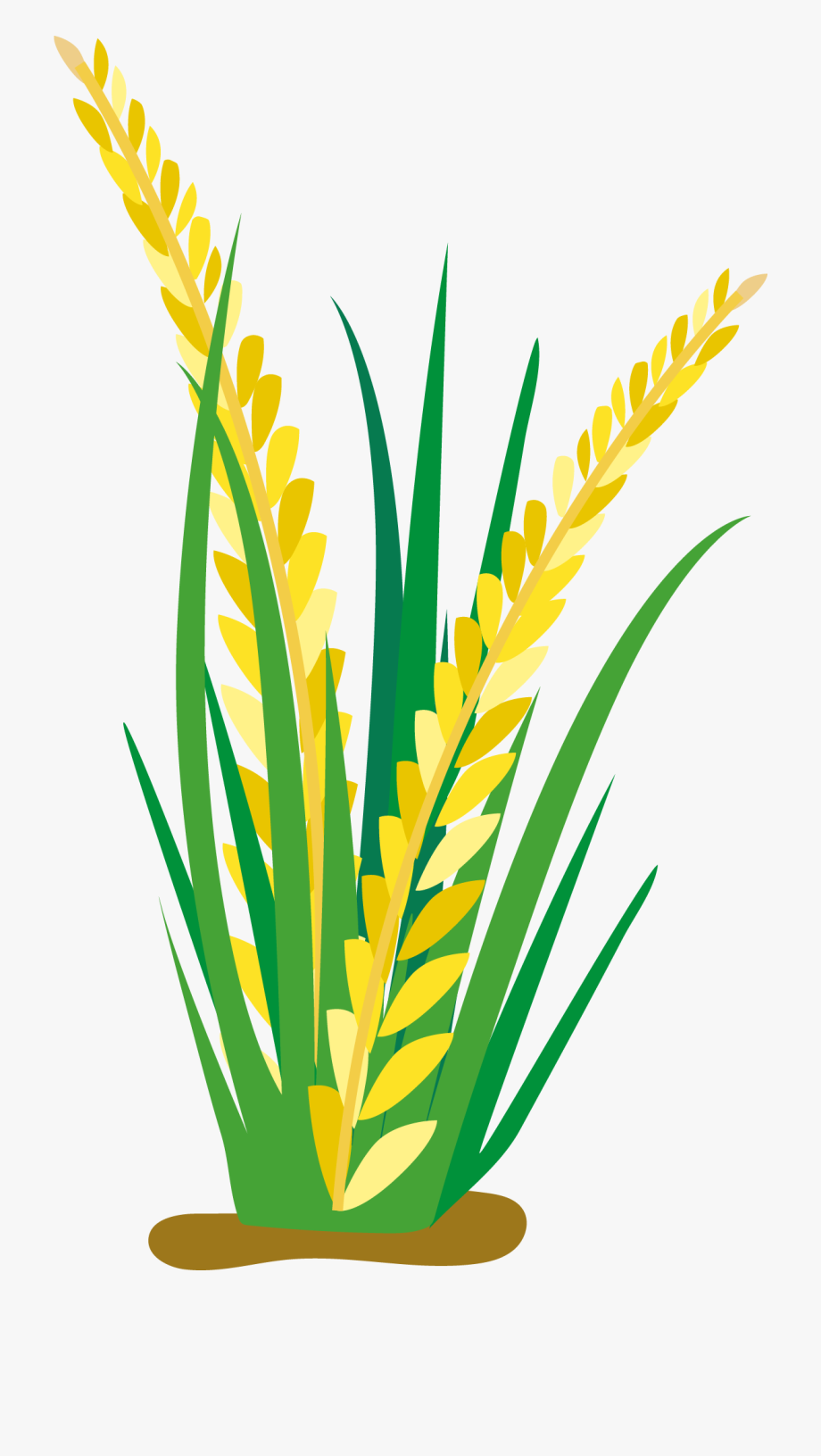 Cartoon Oat Clip Art Ears Transprent Png 920x1631 Cartoon Oat Clip Art Ears Transprent Png