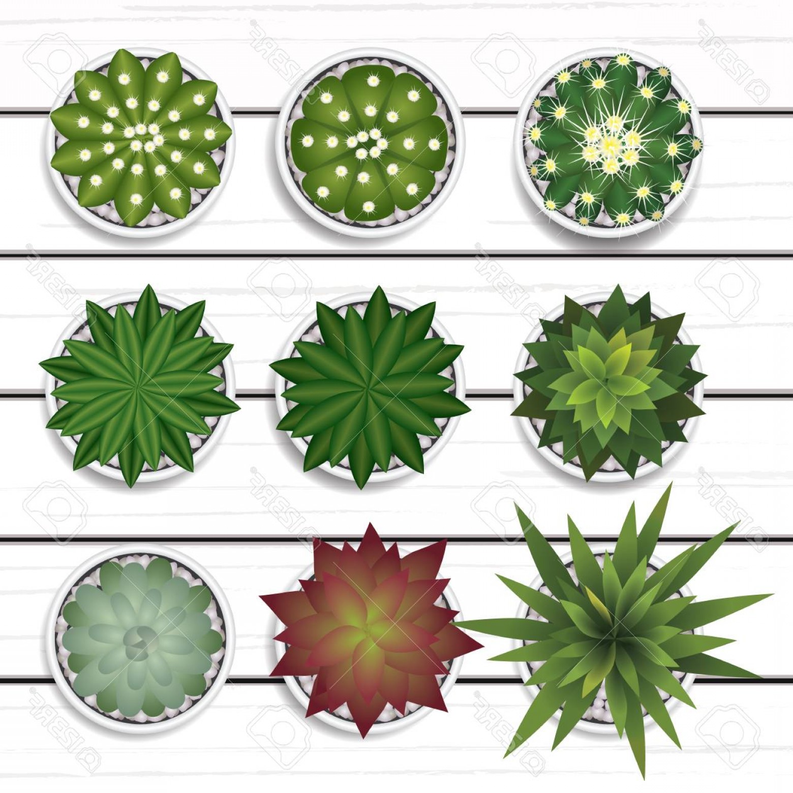 Cactus Top View Vector Art Catchsplace 1560x1560 Cactus Top View Vector Art Catchsplace