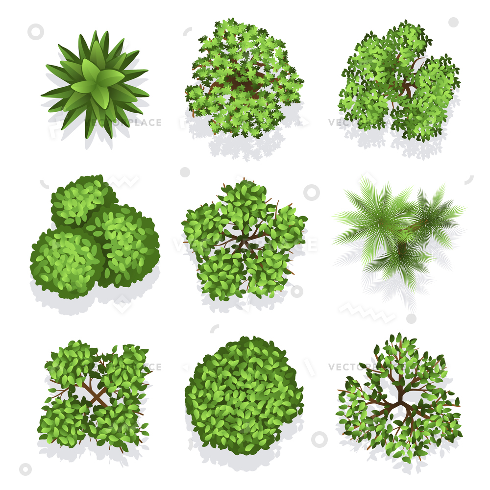 Top View Different Plants Trees Set Vector Illustration 1000x1000 Top View Different Plants Trees Set Vector Illustration