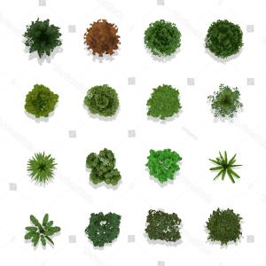 Plants Top View Vector at Vectorified.com | Collection of Plants Top ...