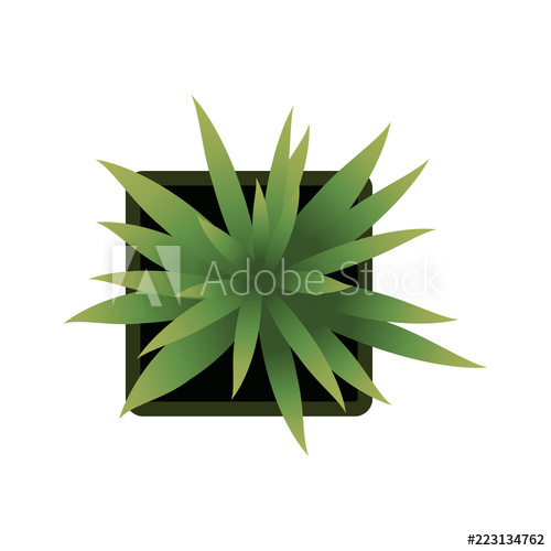 Top View Plants Easy Copy Paste In Your Landscape Design Projects 500x500 Top View Plants Easy Copy Paste In Your Landscape Design Projects