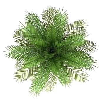 Tree Plan Ideas Palm Top View Vector 350x350 Tree Plan Ideas Palm Top View Vector