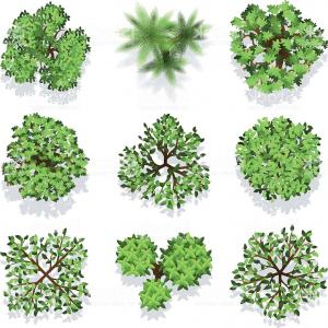 Trees Top View Different Trees Plants Vector Set For Architectural 300x300 Trees Top View Different Trees Plants Vector Set For Architectural