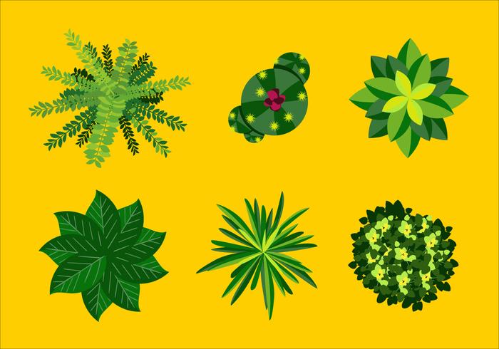 Vector Plant Top View 700x490 Vector Plant Top View