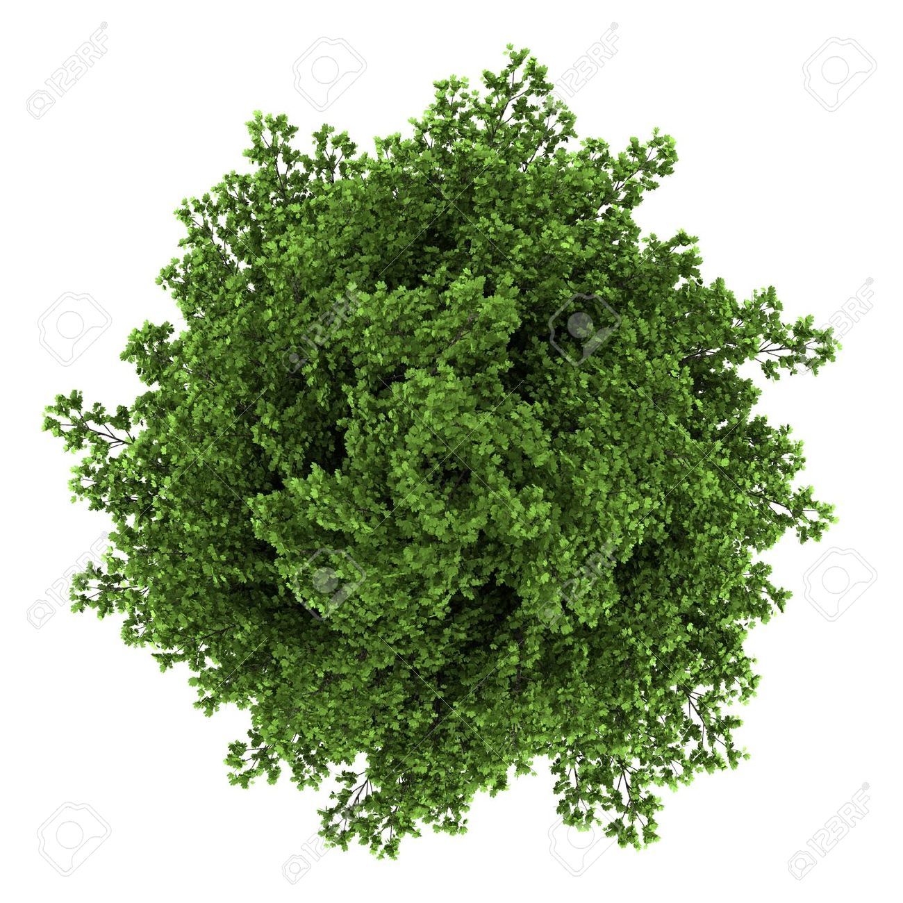 Plants Top View White Background 1300x1300 Plants Top View White Background