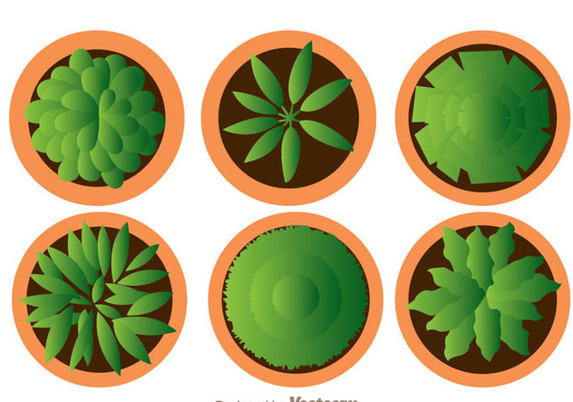 Plant On Pot Top View Free Vector Download Cannypic 632x443 Plant On Pot Top View Free Vector Download Cannypic