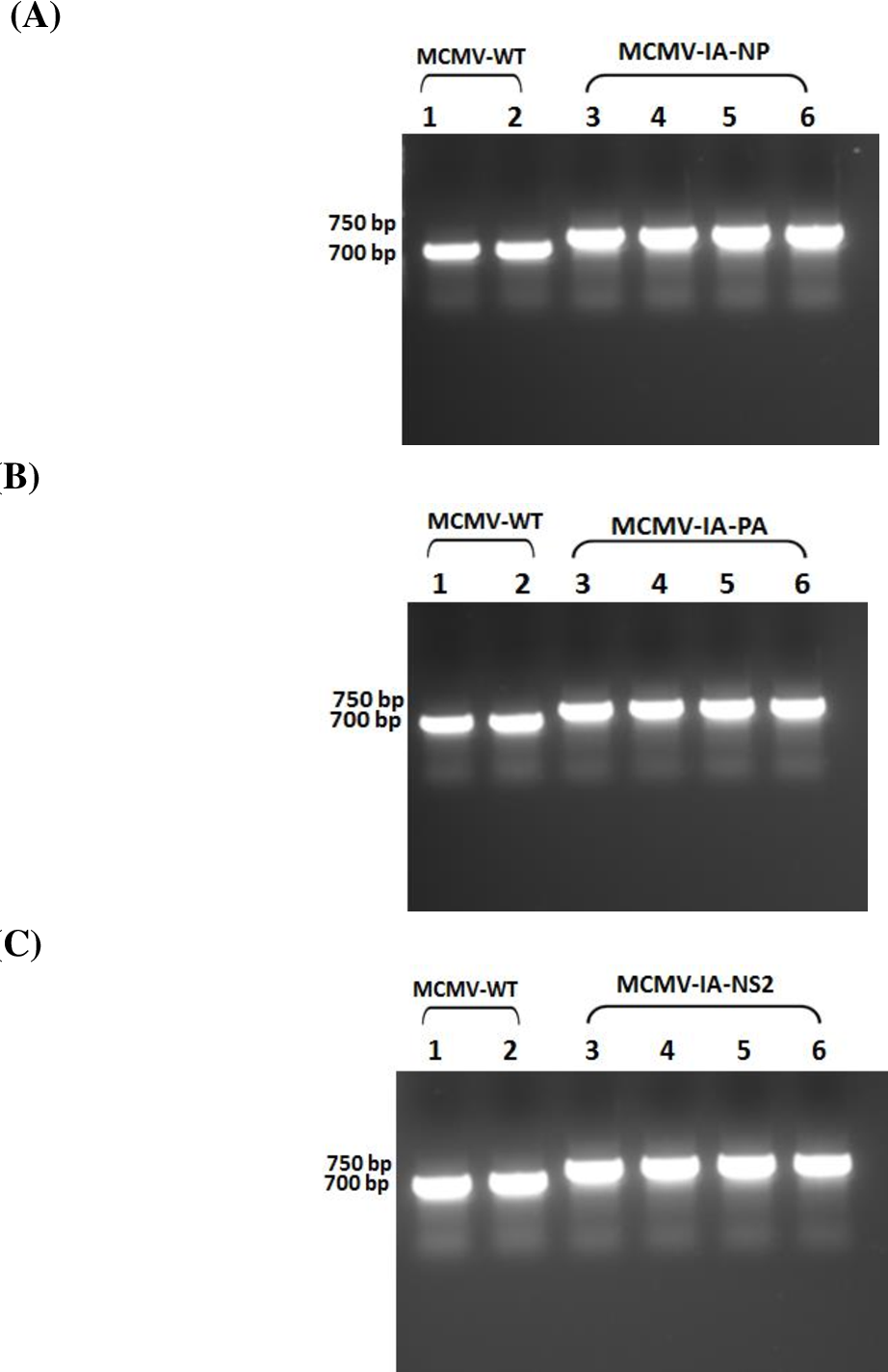 922x1424 Figure From Development Of A Conditionally Attenuated
