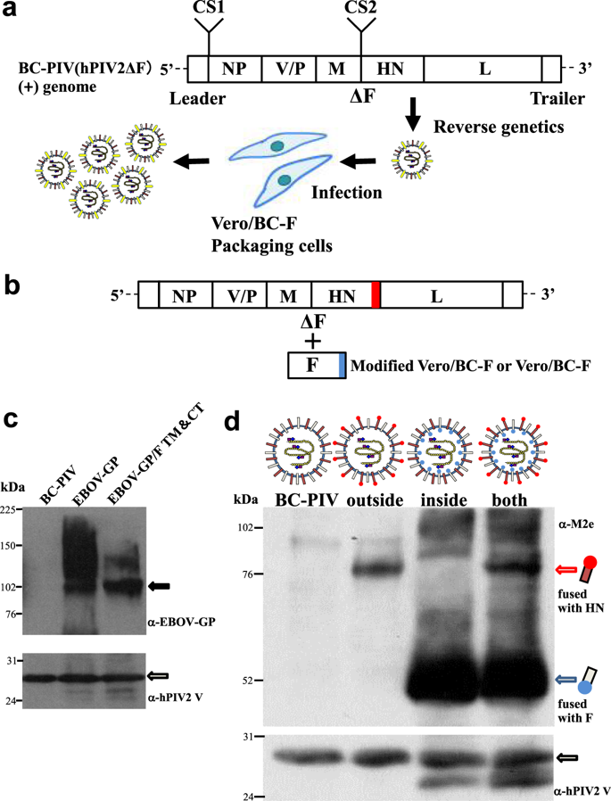 685x898 A Versatile Platform Technology For Recombinant Vaccines Using Non