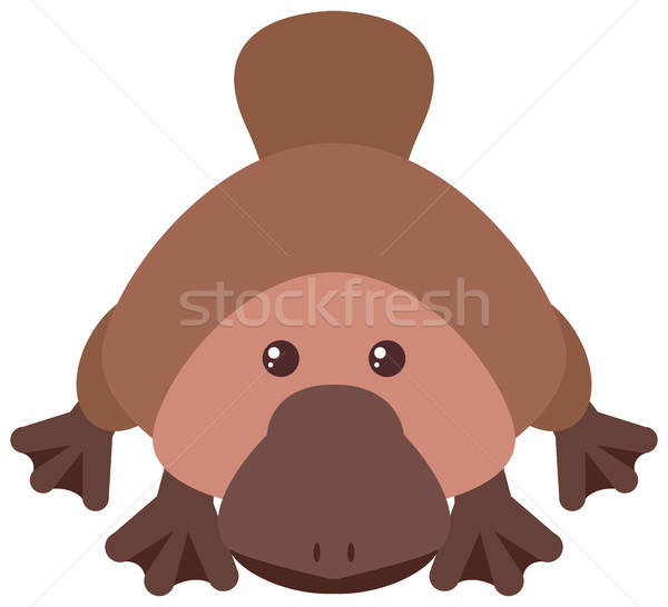 600x546 Platypus Stock Vectors, Illustrations And Cliparts Stockfresh