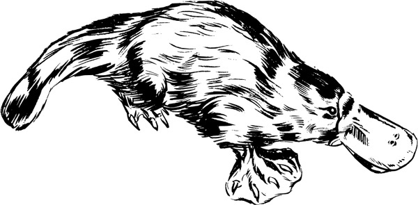 600x295 Vector Platypus Free Vector Download