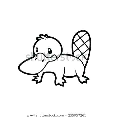 450x470 Drawing Of A Platypus Zupa