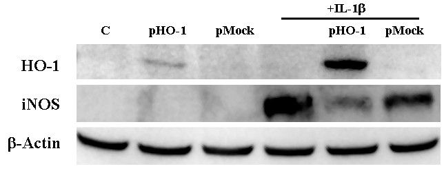 644x248 Hemin Inhibits No Production