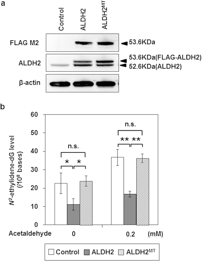 675x870 Lentiviral Plasmid Plex Mcs Vector Thermo Fisher Bioz