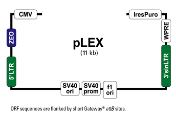 360x236 Addgene Vector Database