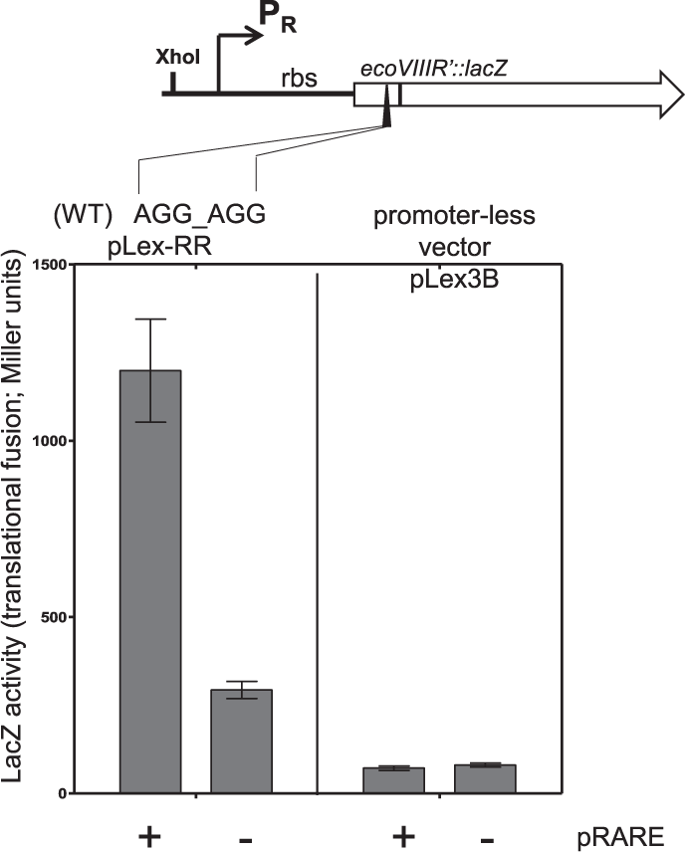 685x852 Natural Tuning Of Restriction Endonuclease Synthesis