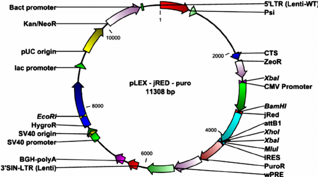 624x348 Vector Map Of Plex Jred Download Scientific Diagram