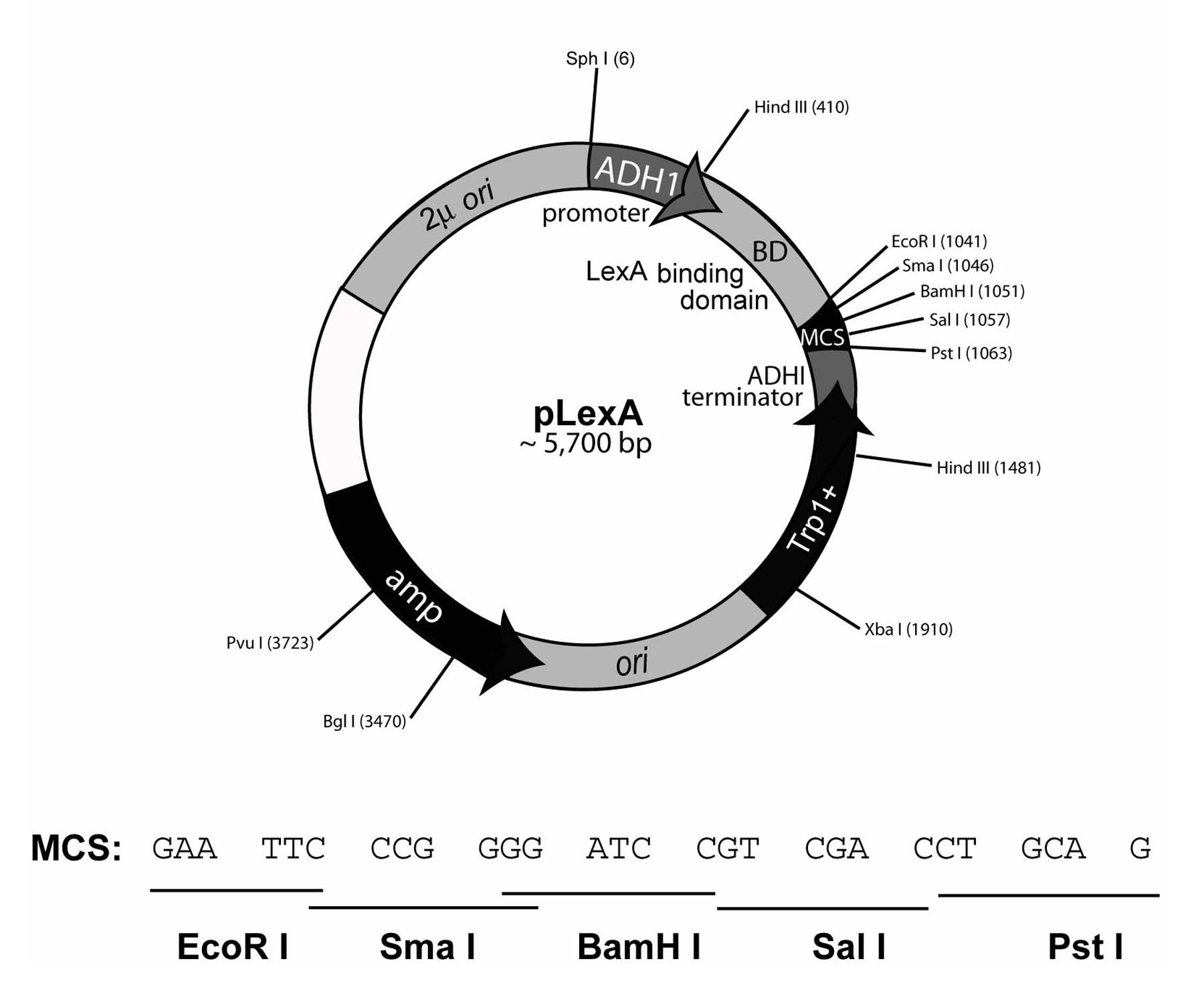 1800x1500 Addgene Plexa