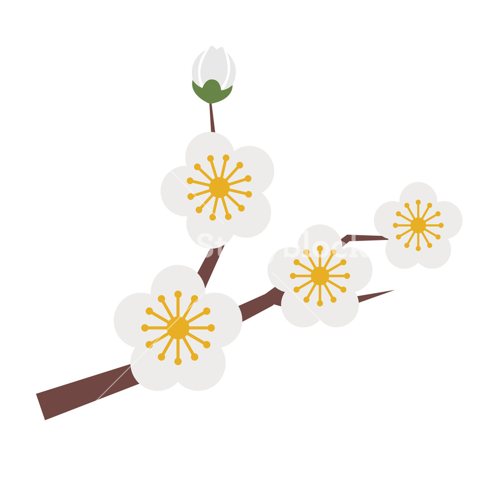 1000x1000 Nature Flower White Plum Blossom, Vector Botanic Garden Floral