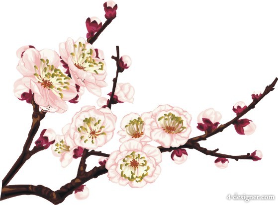 559x413 Designer Plum Blossom Vector Materials