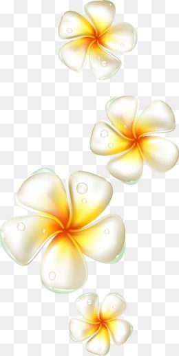 Plumeria Flower Vector