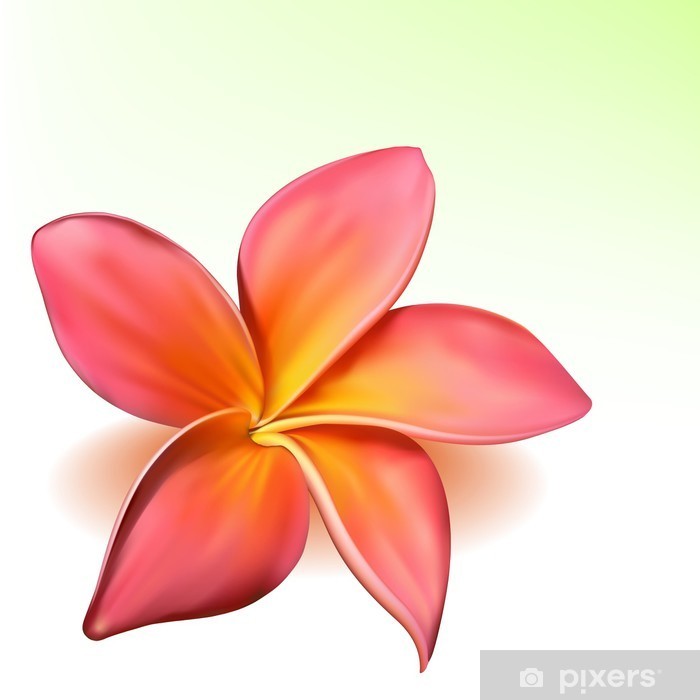 700x700 Photo Realistic Vector Beautiful Pink Plumeria Flower Wall Mural