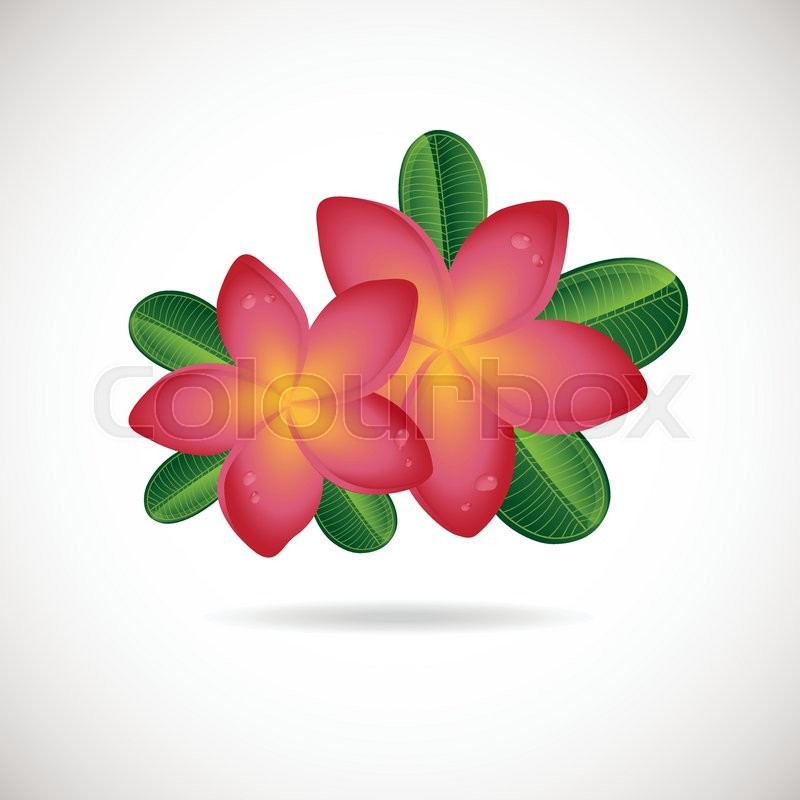 800x800 Pink Plumeria Flower Vector Stock Vector Colourbox