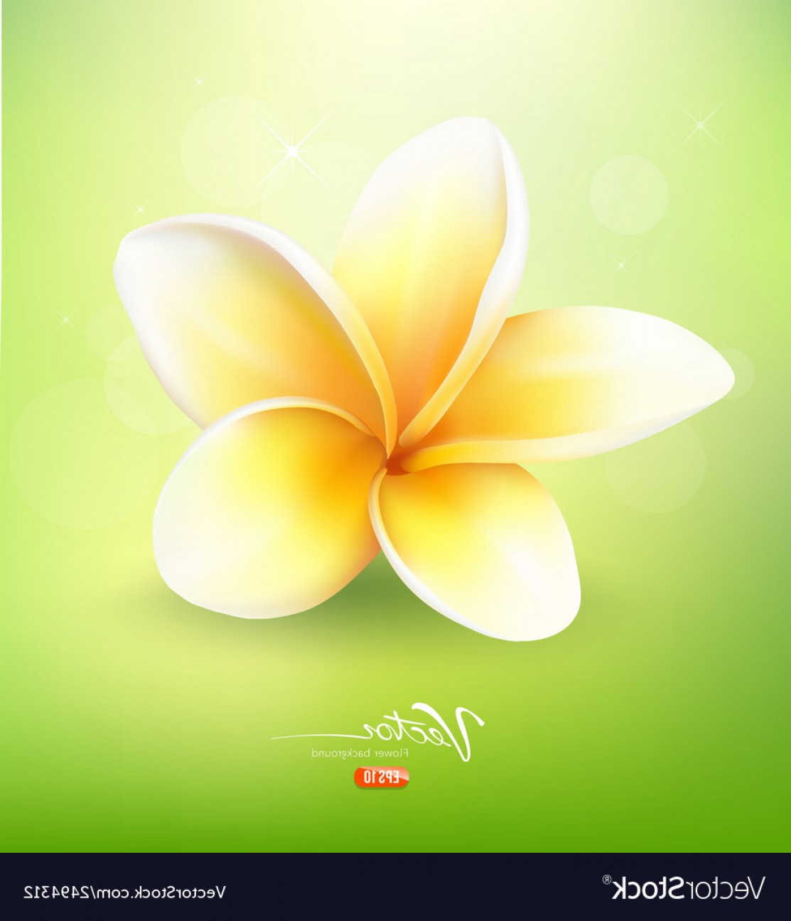 1113x1296 Plumeria Vector Based Savoyuptown