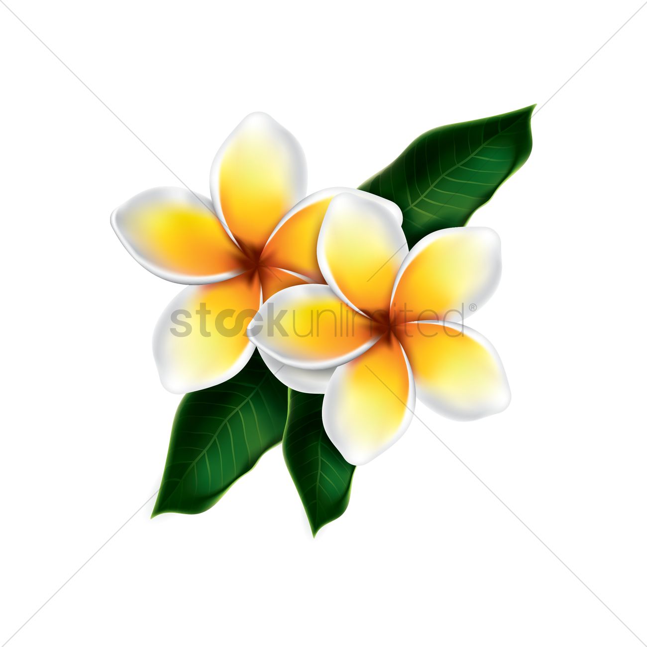 1300x1300 Plumeria Flower Vector Image