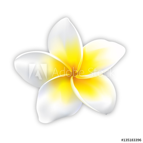 500x500 Plumeria Flower Vector Mesh Tool, Plumeria Flower White Background