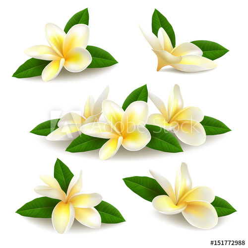 500x500 Realistic Vector Plumeria