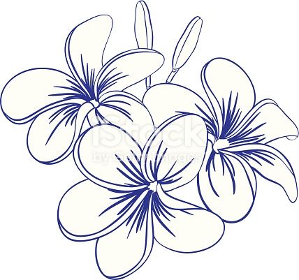 428x401 Beautiful Hand Drawn Plumeria Flowers Pretty Cute Sketch