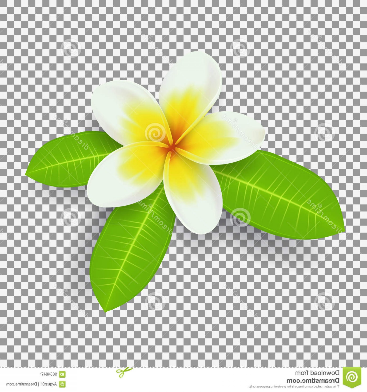 1560x1668 Stock Illustration White Yellow Plumeria Flower Isolated